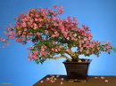 Bougainvillea Glabra Bonsai